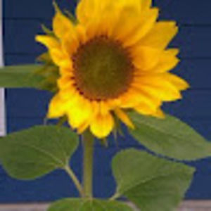 Womens Clothing Including NWT Maternity Dresses, Tops And Bottoms.